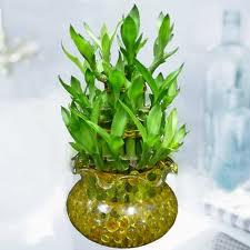 Lucky Bamboo for Good Feng Shui