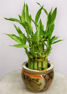 Lucky Bamboo and the 5 Elements