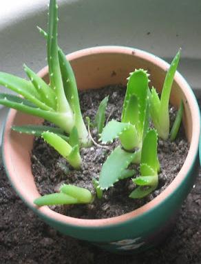 How to grow Aloe Vera at home