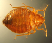Home remedies to get rid of Bed Bugs