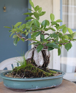 Banyan tree bonsai