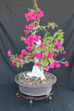 Bougainvillea bonsai