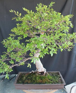 Chinese elm bonsai