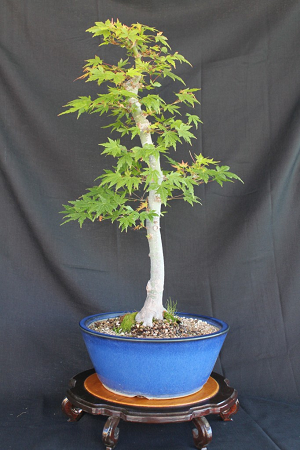 Japanese maple bonsai