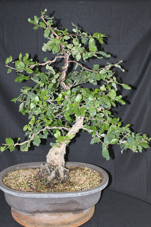 Oak tree bonsai