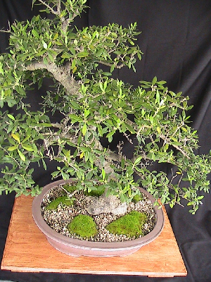 Olive bonsai