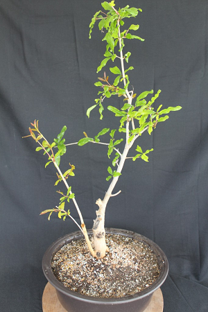 Pomegranate Bonsai