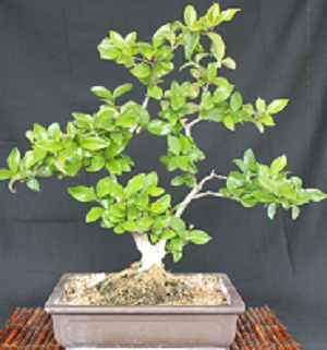 Privet Bonsai