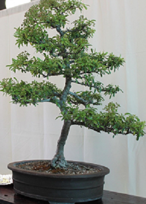Pyracantha bonsai