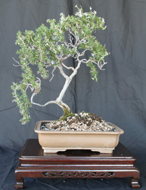 Rosemary bonsai