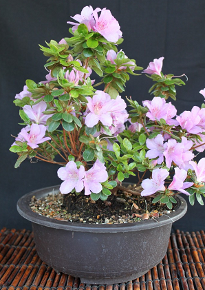 Satsuki azalea bonsai